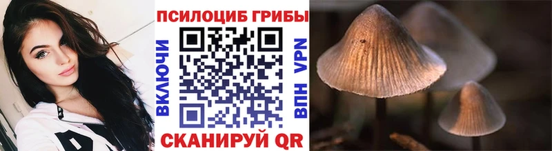 наркотики  Тверь  Псилоцибиновые грибы GOLDEN TEACHER 