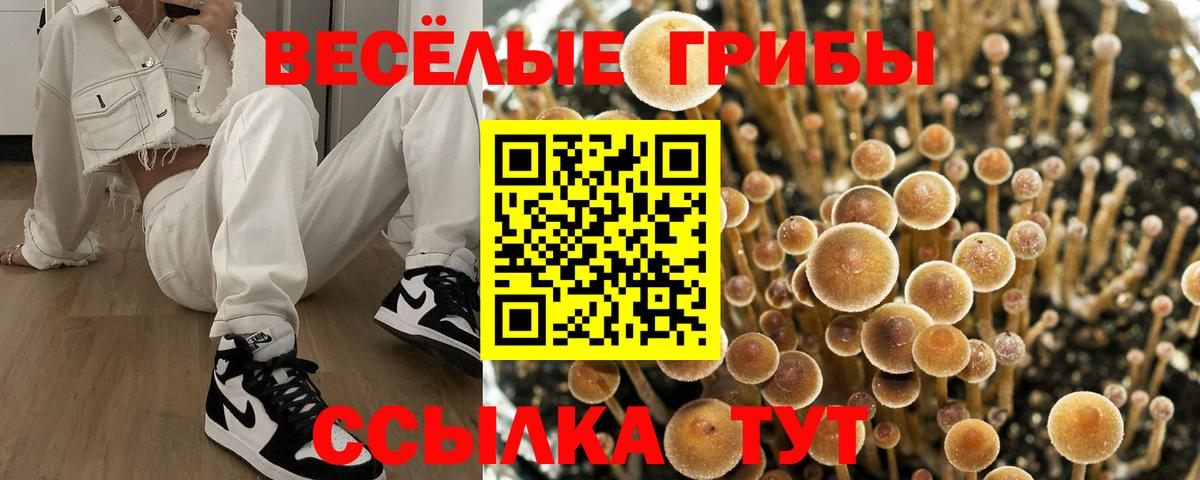 Псилоцибиновые грибы GOLDEN TEACHER Тверь