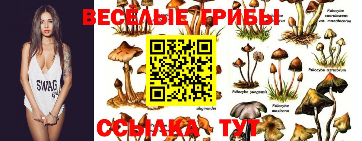 Тверь  Галлюциногенные грибы прущие грибы  Вход с VPN 